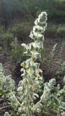 Salvia dominica