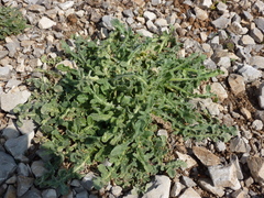 Crepis vesicaria taraxacifolia