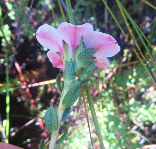 Image of Pointy Chinaflower (Adenandra acuta) by (c) linkie, some rights reserved (CC BY)