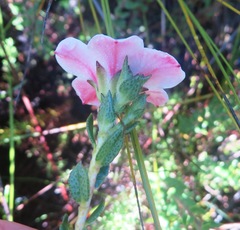 Adenandra acuta
