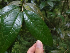 Camellia furfuracea