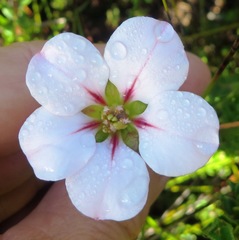 Adenandra acuta