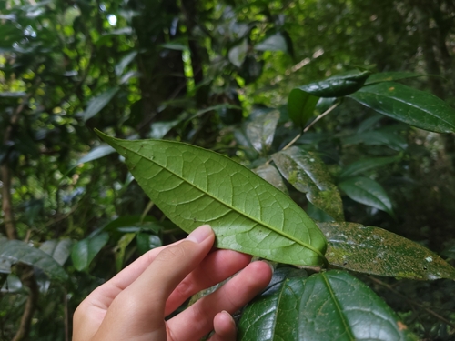 Camellia furfuracea, photograph 1