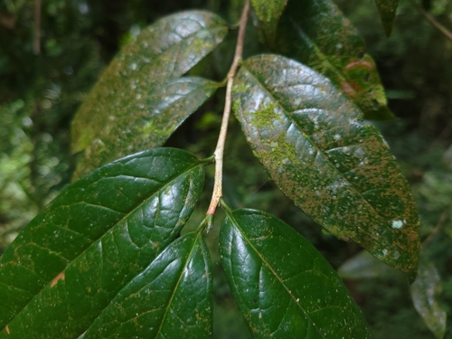 Camellia furfuracea, photograph 2