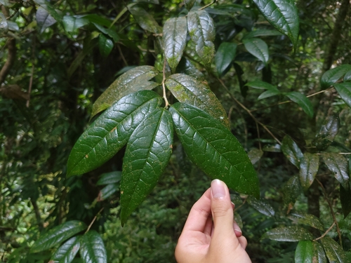 Camellia furfuracea, photograph 3