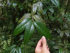 (c) 曾昱承 Yu-Cheng Zeng, some rights reserved (CC BY) Camellia furfuracea, photograph (c) 曾昱承 Yu-Cheng Zeng, some rights reserved (CC BY)
