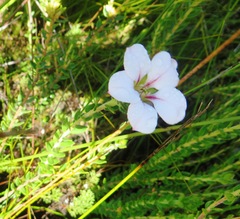 Adenandra acuta
