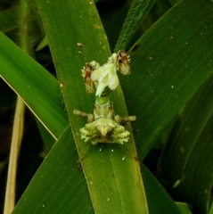 Callibia diana