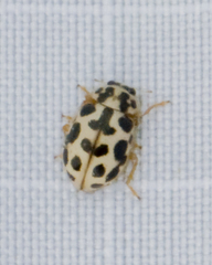 Anisosticta bitriangularis