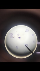 Volvox aureus