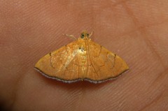 Hyalobathra opheltesalis