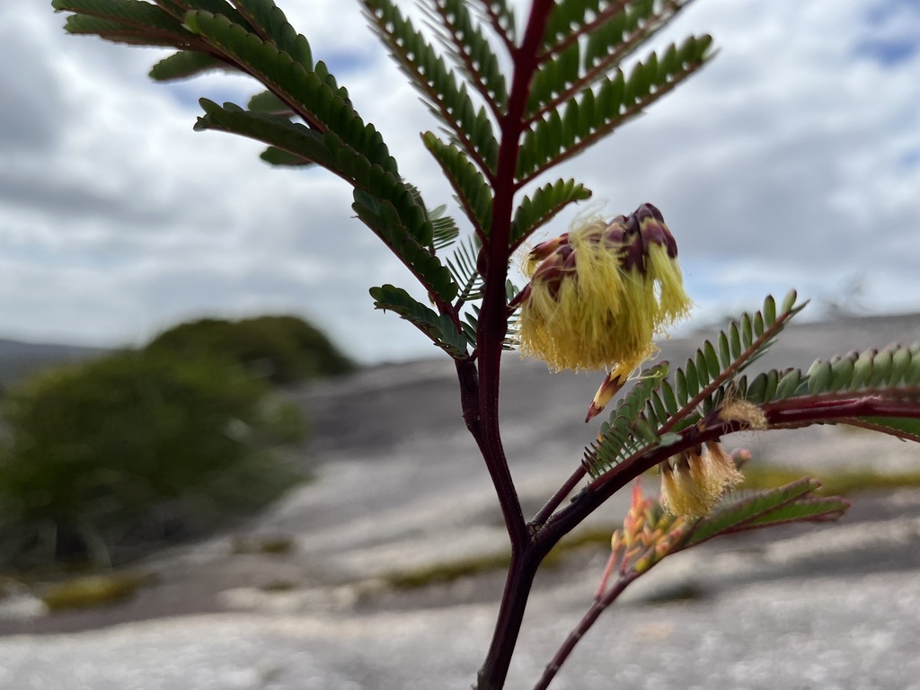 Paraserianthes lophantha, Mount Roe National Park, Trent, WA, AU