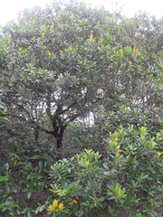 Vochysia tucanorum
