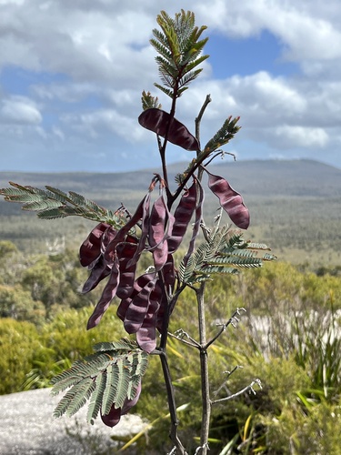 Paraserianthes lophantha