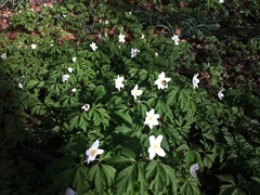 Anemonoides nemorosa