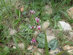 Cyclamen repandum