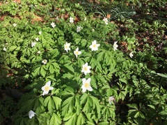 Anemonoides nemorosa