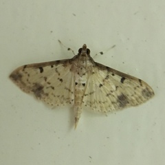 Herpetogramma cynaralis
