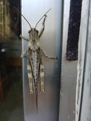 Anacridium aegyptium