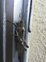 Anacridium aegyptium