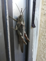 Anacridium aegyptium