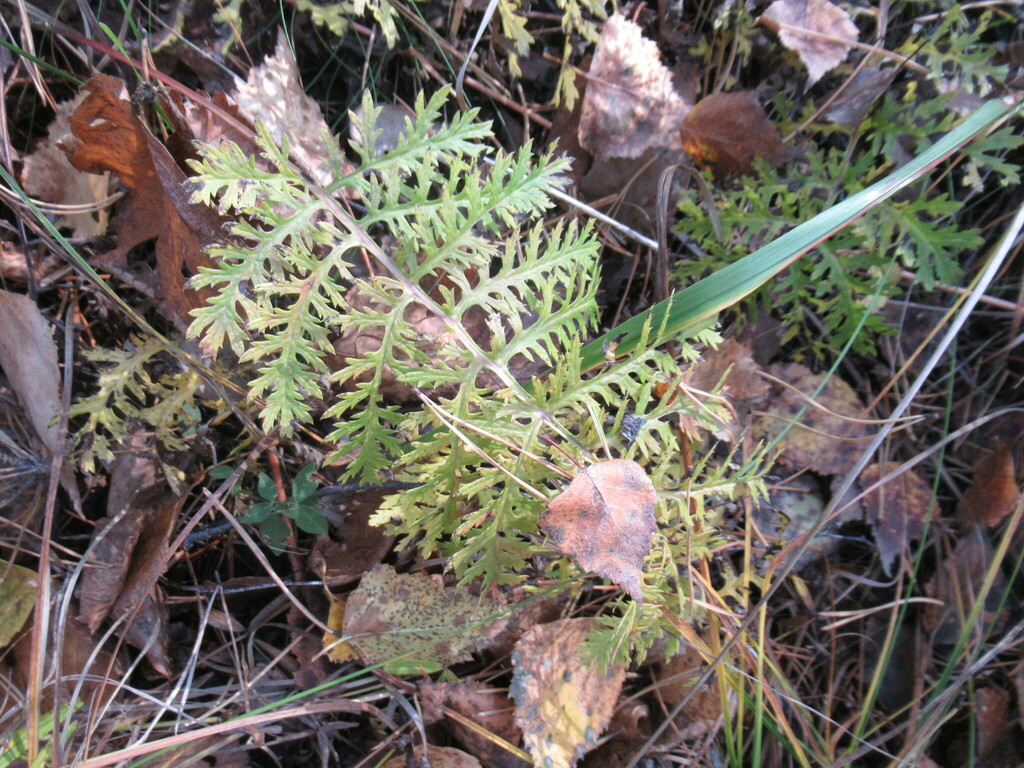 Artemisia Tanacetifolia From Усольский р-н, Иркутская обл., Россия On ...