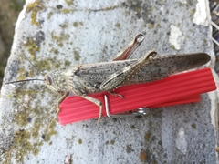 Anacridium aegyptium