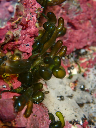 Image of Valonia utricularis by (c) Ben Jobson, some rights reserved (CC BY)