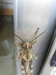 Anacridium aegyptium