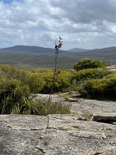Paraserianthes lophantha