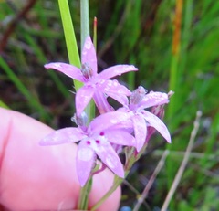 Lobelia stenosiphon