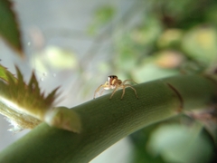 Araneae