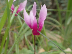 Cyclamen repandum