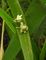 Callibia diana