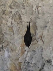 Rhinolophus formosae