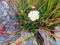 Hermas quinquedentata