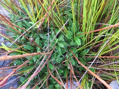 Hermas quinquedentata