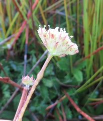 Hermas quinquedentata