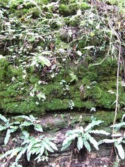 Asplenium scolopendrium americanum