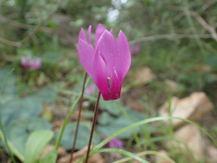Cyclamen repandum