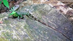 Physignathus cocincinus