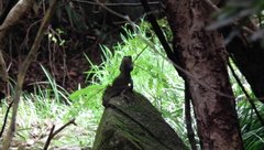 Physignathus cocincinus