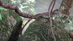 Physignathus cocincinus