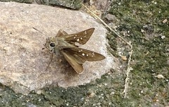 Torbenlarsenia gemella