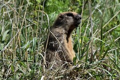 Marmota kastschenkoi