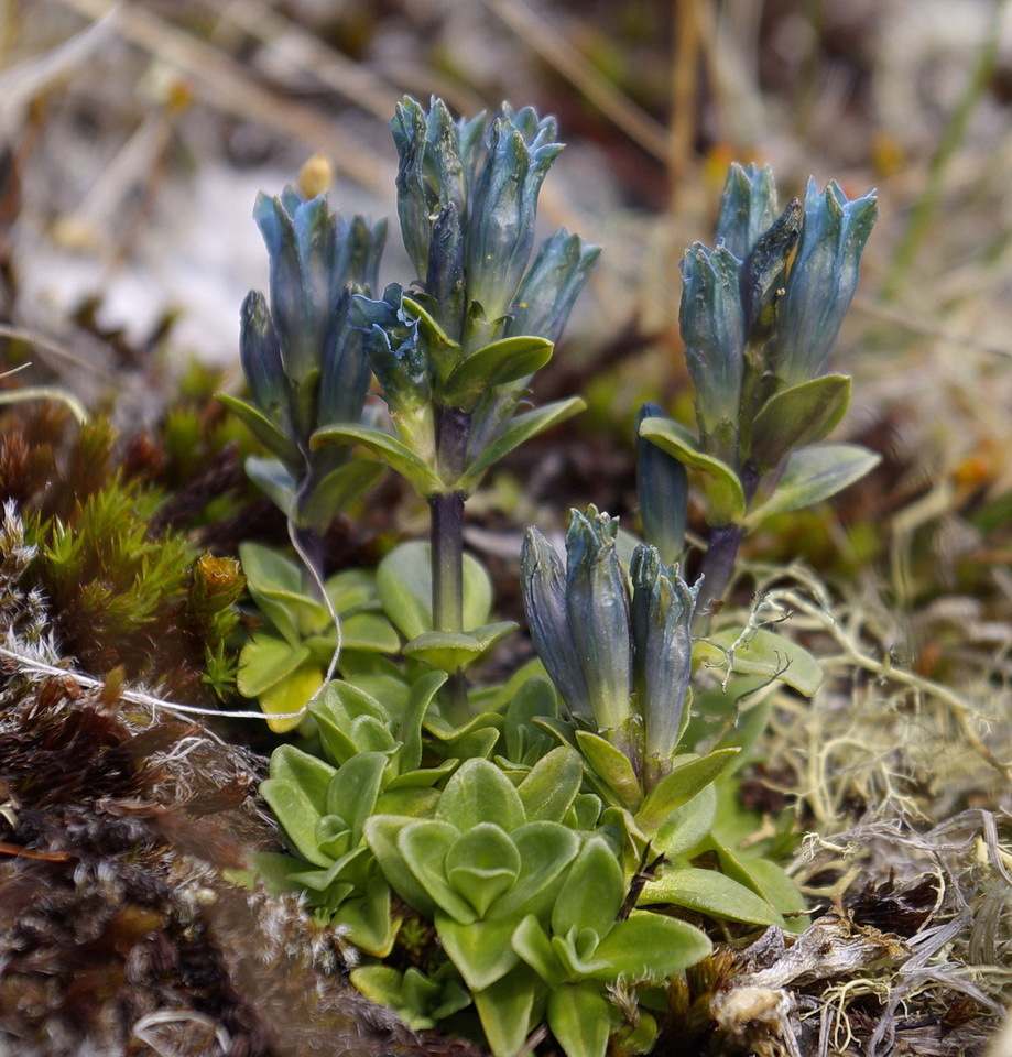 Gentiana glauca