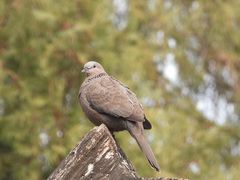 Streptopelia chinensis
