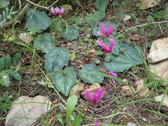 Cyclamen repandum