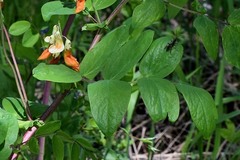 Lathyrus gmelinii