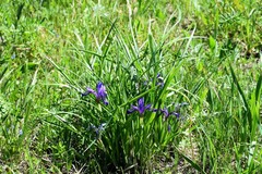 Iris ruthenica